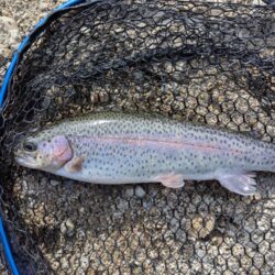 スプーンとミノーに好反応